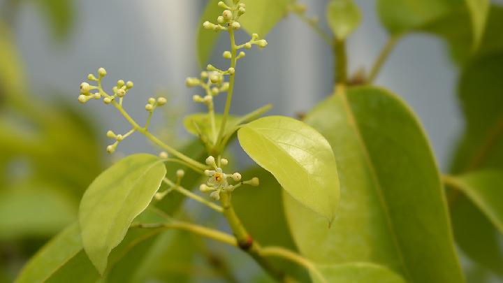 柠檬酸菜鱼的做法过程是什么?